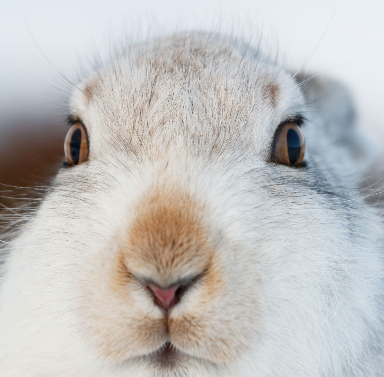 White bunny, white rabbit